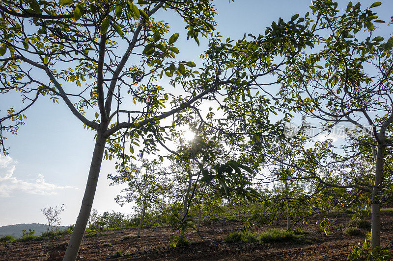 核桃树(Juglans regia)对着太阳